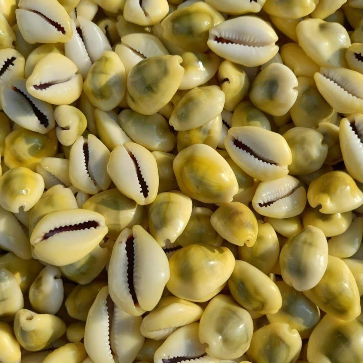 Natural Original Yellow Kawdi for Laxmi Pooja in India, US, UK, Australia, Europe