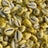 Natural Original Yellow Kawdi for Laxmi Pooja in India, US, UK, Australia, Europe