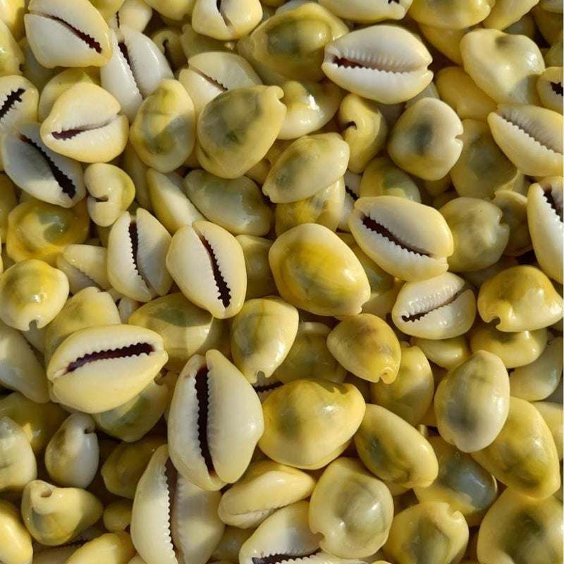Natural Original Yellow Kawdi for Laxmi Pooja in India, US, UK, Australia, Europe